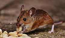 24 Hour & Emergency Exterminators in Cold Bay, AK
